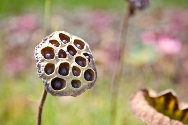Lotus tohumu kapsülü yakın plan. Olgun nilüfer tohumları sapında.