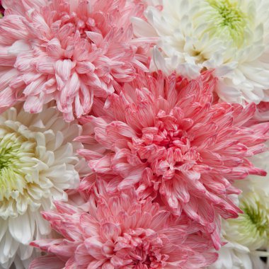 Pembe şakayıklı yakın plan. Bir sürü taç yaprağı olan güzel bir çiçek. Çiçek arka planı.