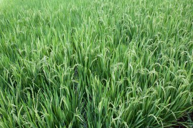 Pirinç kulaklı. Çekici kulaklar. Suda pirinç yetiştiriyorlar, yakın plan..