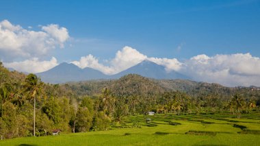 Mavi gökyüzündeki bulutların altında tropikal tarlalarda yetişen Balili parlak yeşil pirincin güzel görüntüsü. Manzaralı Asya geçmişi ve manzaraları, Bali adasının doğası ve Endonezya 'da seyahat yerleri