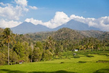 Mavi gökyüzündeki bulutların altında tropikal tarlalarda yetişen Balili parlak yeşil pirincin güzel görüntüsü. Manzaralı Asya geçmişi ve manzaraları, Bali adasının doğası ve Endonezya 'da seyahat yerleri