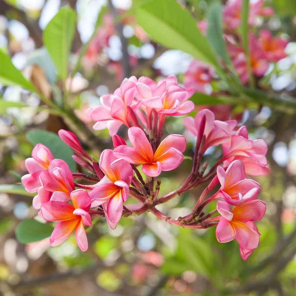 Plumeria Flores Frangipani Rosa Árvore — Fotografia de Stock