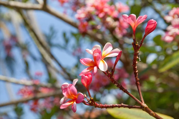 Plumeria Flores Frangipani Rosa Árvore — Fotografia de Stock