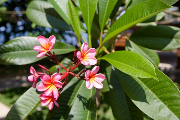 Árvore Plumeria Florescente Flores Cor Rosa Frangipani Flor Tropical — Fotografia de Stock