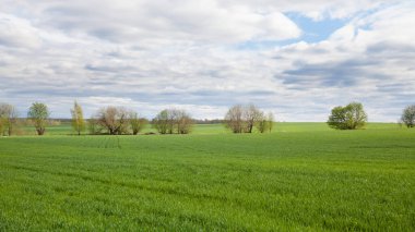 Rusya 'da buğday ekimi. Tarlalarda buğday filizleri.