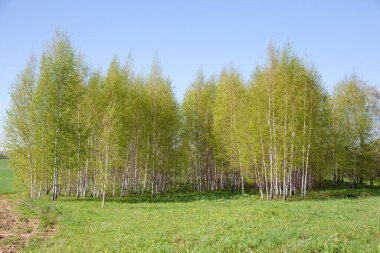 Güneşli bir bahar gününde çiçek açan huş ağacı. Huş ağacının dallarındaki parlak yeşil yapraklar. Beyaz huş ağacı gövdesi ve bulanık arka plana odaklanan yeşil yapraklar