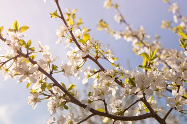 Çiçek açan kiraz dalı. Güneşli havada bir meyve ağacının beyaz çiçekleri.