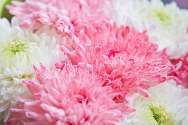 Şakayık buketi. Pembe ve beyaz şakayıklar. Çiçek yaprakları yakın plan. Çiçek arka planı.