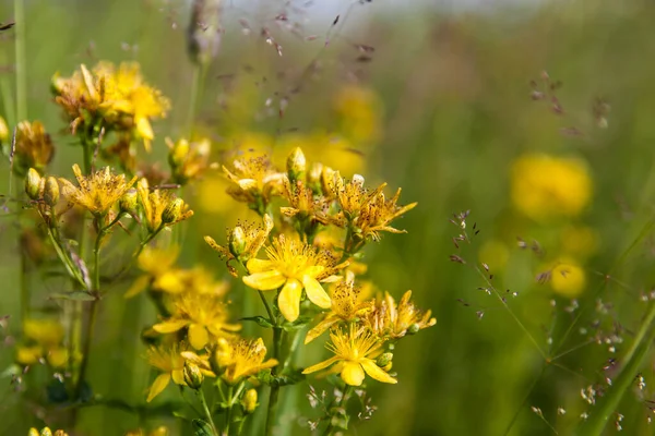 St Johns wort. Hypericum flowers in summer. Healing herbs.