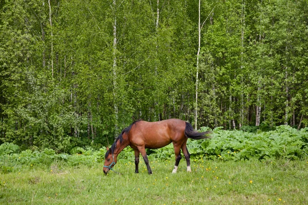 Imagen de cerca de un caballo de la bahía roja pastando en los pastos de verano — Foto de Stock