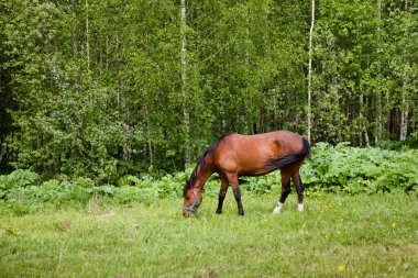At yaz aylarında çayırda otlar. Kızıl saçlı at otlakta ot yiyor..