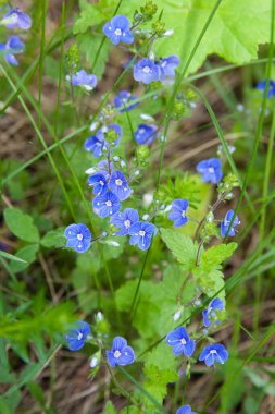 Bir grup unutkanlık. Yazın mavi çiçekler.