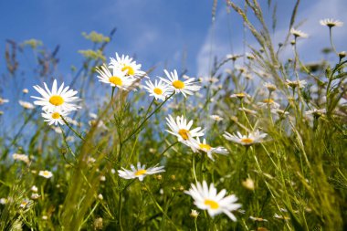 Güneşli bir havada çayırda papatyalar. Eczane papatya çayı yakın plan..