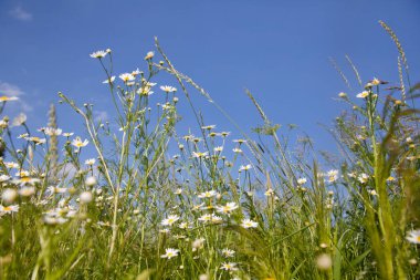 Güneşli bir havada çayırda papatyalar. Eczane papatya çayı yakın plan..