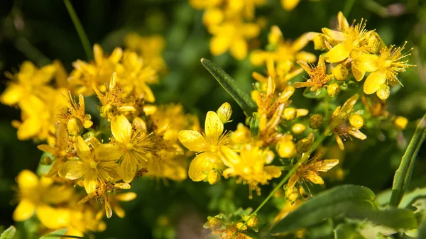 St Johns wort. Hypericum flowers. Healing herbs. — Stock Photo, Image