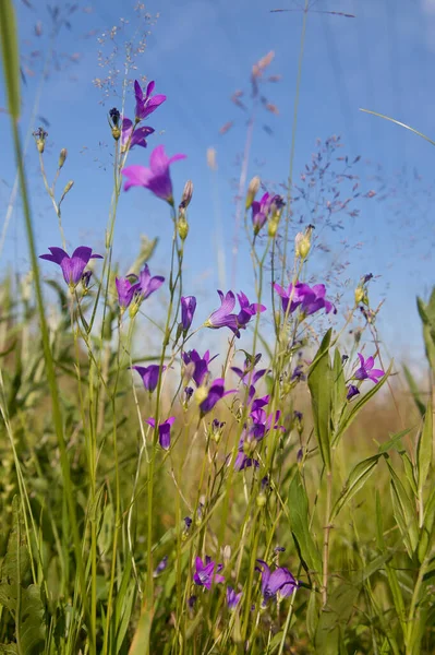 blue bell flower, campanula. Summer wildflowers. Purple flowers bells in the meadow.