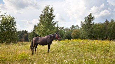 Siyah At. At çayırda otlar, taze otlar yer..