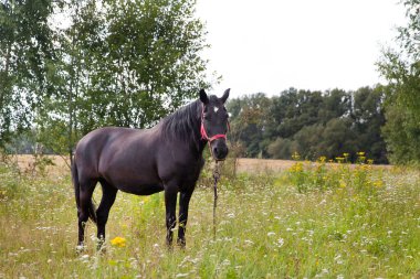 Siyah At. At çayırda otlar, taze otlar yer..