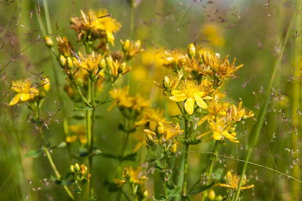 St Johns otu. Hypericum çiçekleri. Şifalı bitkiler..