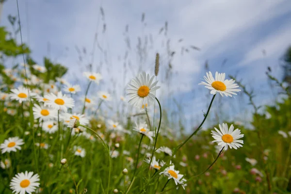 Chamomile flowers against the sky, White wildflowers on a clear day. Royalty Free Stock Photos