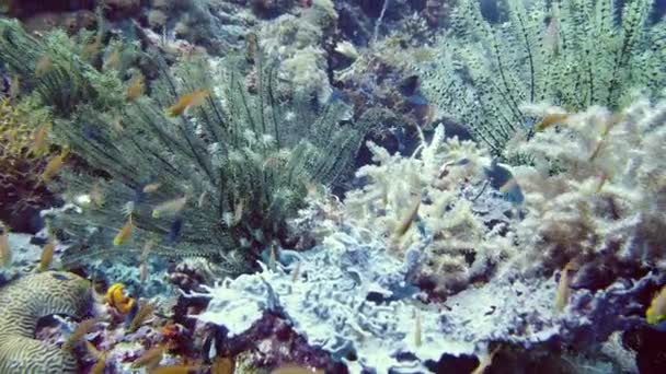Belos corais no mar tropical. Recifes de coral e peixes tropicais. — Vídeo de Stock