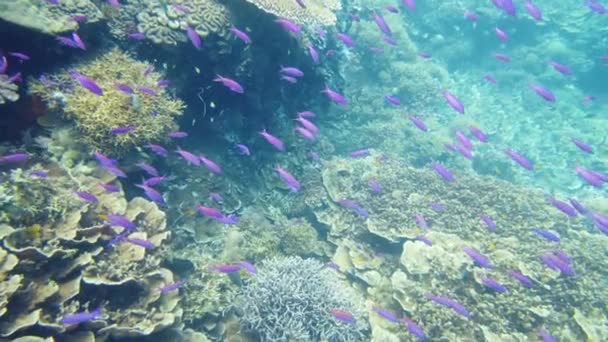 Coraux colorés et poissons tropicaux. Récif corallien fond de paysage dans l'océan bleu profond avec des poissons et la vie marine. — Video