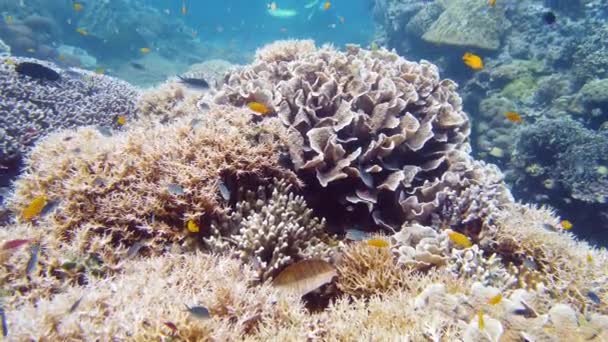 Karang karang dan ikan tropis di bawah air. Leyte, Filipina. — Stok Video