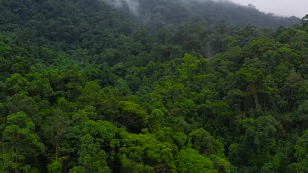 Las montañas están cubiertas de selva tropical. Picos de montaña en un clima tropical. — Vídeos de Stock