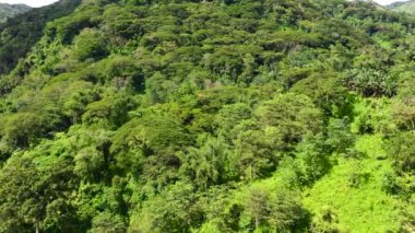 Yağmur ormanlarıyla dolu dağ zirveleri. Bir yamaçta tropik ağaçlar ve palmiye ağaçları.