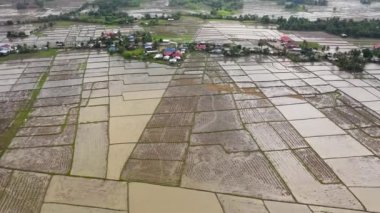 Filipin köyü ve pirinç tarlaları suyla doldu..