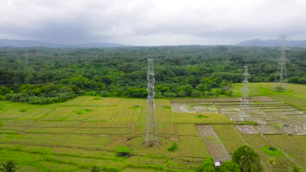 Líneas eléctricas en un campo de arroz, vista superior. Postes eléctricos de alto voltaje se encuentran en los campos de arroz. — Vídeos de Stock