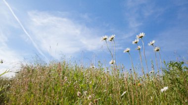 Mavi gökyüzüne karşı papatya tarlası. Beyaz kır çiçekleri açık bir günde.