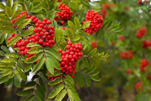 Rowan bunches on a branch. Ripe red berries. Wild berries on the tree. — Stock Photo, Image