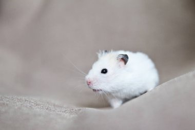 Pembe pençeli ve siyah gözlü beyaz hamster. Evcil hamster, yakın plan..