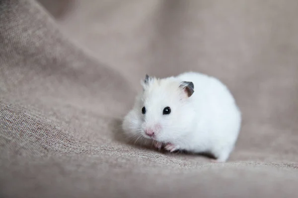 Weißer Hamster Mit Rosa Pfoten Und Schwarzen Augen Feldhamster Aus — Stockfoto