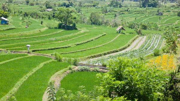 Teraszos rizsföldek, Bali, Indonézia. Rizstermesztés, táj zöld mezőkkel. Rizsteraszok egy napsütéses napon. — Stock Fotó