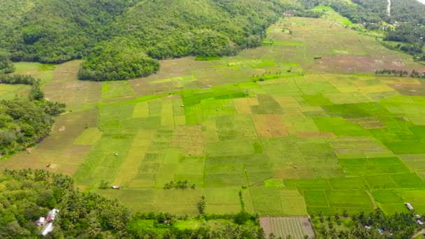 Colline verdi e risaie, vista aerea. La natura delle isole Filippine, — Video Stock