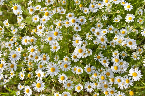 Άγρια λουλούδια Daisy το καλοκαίρι. — Φωτογραφία Αρχείου