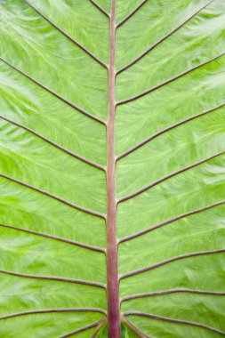 Yeşil yapraklar arka plan. Yaprak dokusu. Güneşin vurduğu taze, güzel bir yaprak. Bitkinin güzel ve anlamlı bir yapısı var..