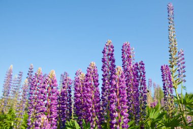 Yazın çok güzel lupinler. Mor çiçekler ve mavi gökyüzü.