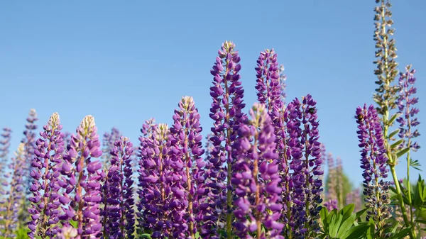 Beaux lupins en été. Fleurs violettes et ciel bleu. — Photo