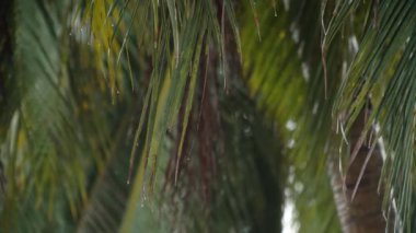 Bir palmiye ağacının yapraklarına yağmur damlası. Tropik sağanak. Yağmurda palmiye yaprakları.