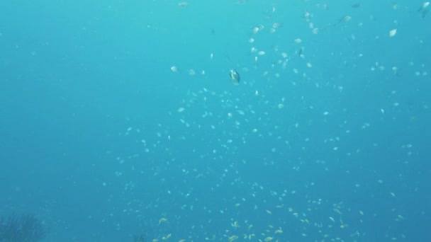 푸른 바다에 사는 열 대 어류입니다. 필리핀, 레이테. 푸른 물에 사는 열대어 떼. — 비디오