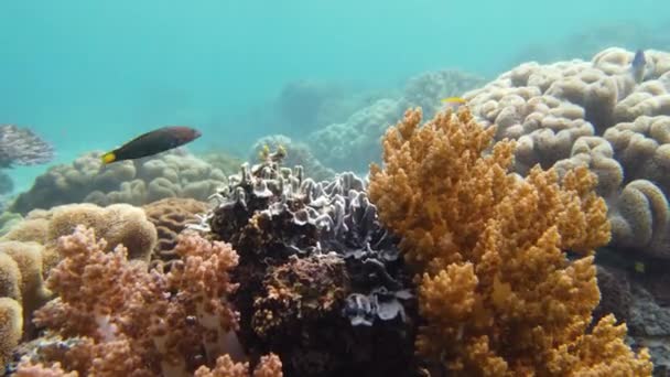 Hermosos corales y peces. El mundo submarino de un arrecife de coral. — Vídeo de stock