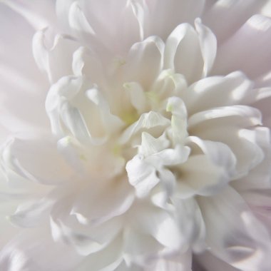 Beyaz çiçek yakın plan. Kasımpatı yaprakları, çiçek arkaplanı..