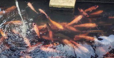 Bu sakin su kültürü sahnesi doğal bir bahçede oreochromis niloticus 'un güzelliğini yakalar. Tatlı su gölete dökülür, baloncuklar ve balıkların etrafında dinamik hareketler oluşur..