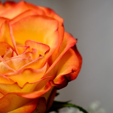 Henüz başka bir gül