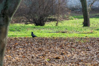 Parktaki siyah karga