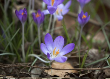 Sarı papatyalı kıvrımlı mavi bir çiçek.