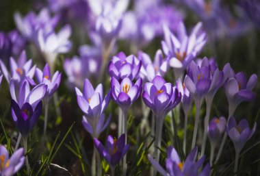 Bir grup mavi timsah arka planda